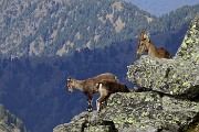 In vetta al Monte Valletto dal Monte di Sopra e al Monte Triomen il 21 settembre 2015  - FOTOGALLERY